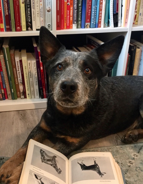 Elizabeth Raba Head Image 1