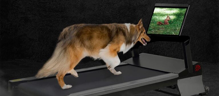 New Canine Exercise Equipment ~ A Parody
